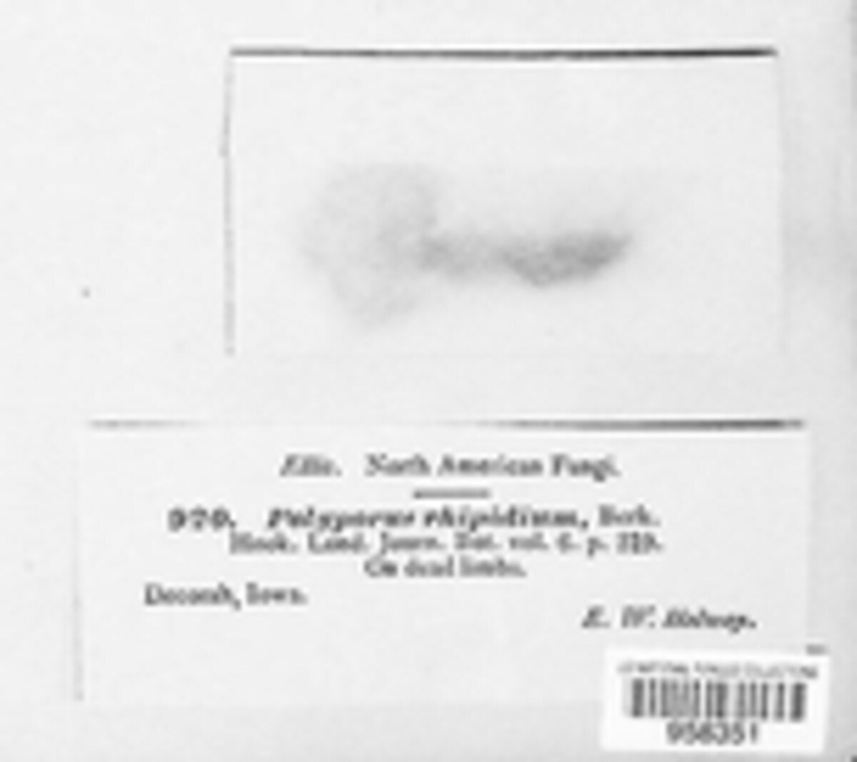 Polyporus rhipidium image